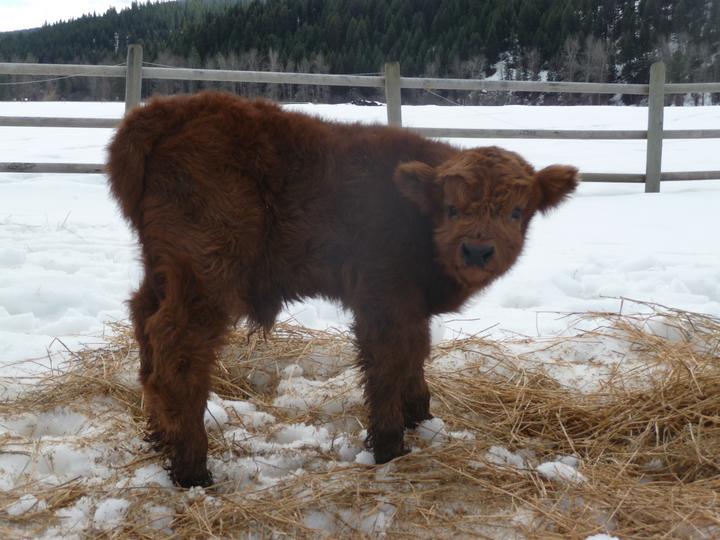 raising bull calves raising bull calves